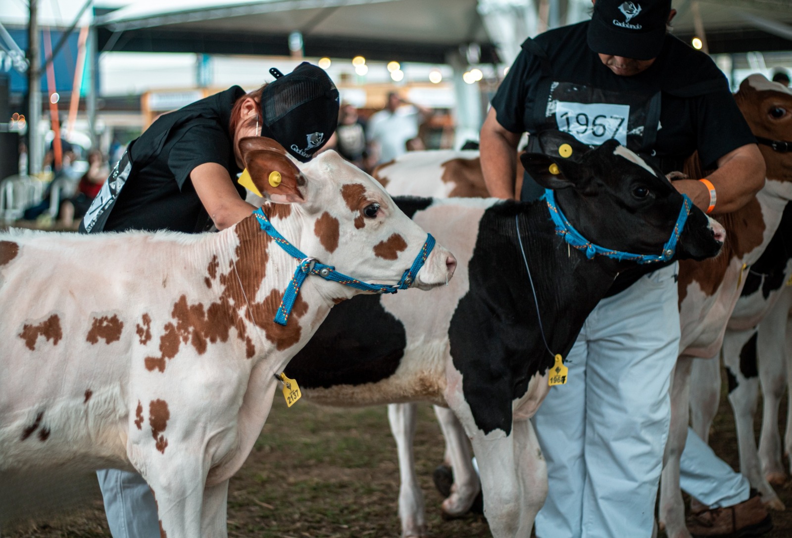 Gadolando abre inscrições da raça Holandesa para a 49ª Expointer
